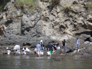 高島にて海岸生物を採集します