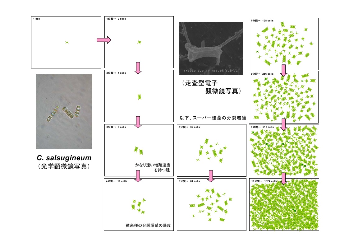 スーパー珪藻増殖イメージ